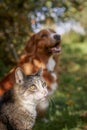 Cat and dog sitting together in grass on sunny day