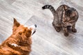 cat and dog are sitting together and looking at each other. Gray background. Cat and dog together Royalty Free Stock Photo