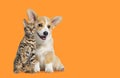 Cat and dog Sitting together, Puppy Welsh Corgi and bengal cat looking at camera, on orange background Royalty Free Stock Photo