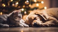 A cat and a dog sleep next to each other on the floor. In the background there are lights on a Christmas tree. Royalty Free Stock Photo