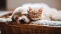 A cat and a dog sleeping in a basket ai, ai generative, illustration Royalty Free Stock Photo