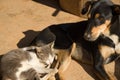 Cat and dog sleeping on floor Royalty Free Stock Photo