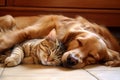 Cat dog sleeping home. Generate Ai Royalty Free Stock Photo