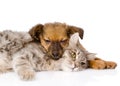 Cat and dog sleeping. isolated on white background