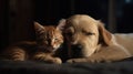 Cat and dog sleeping. Puppy and kitten sleep. Generative AI Royalty Free Stock Photo