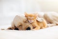 Cat and dog sleeping. Puppy and kitten sleep