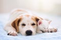 Cat and dog sleeping. Puppy and kitten sleep Royalty Free Stock Photo