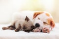 Cat and dog sleeping. Puppy and kitten sleep Royalty Free Stock Photo