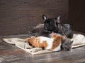 Cat and dog sleeping together on the floor Royalty Free Stock Photo