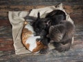Cat and dog sleeping together on the floor Royalty Free Stock Photo