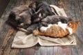 Cat and dog sleeping together on the floor Royalty Free Stock Photo