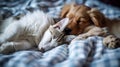 Cat and dog sleeping together. Kitten and puppy. AI Generative Royalty Free Stock Photo