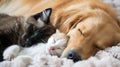 Cat and dog sleeping together. Kitten and puppy taking nap. Home pets. Animal care. AI Generative Royalty Free Stock Photo