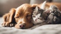 Cat and dog sleeping together. Kitten and puppy taking nap. Home pets. Animal care. Love and friends Royalty Free Stock Photo