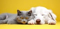 Cat and dog sleeping together. Kitten and puppy taking nap. Home pets. Animal care. Love and friendship Royalty Free Stock Photo