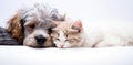 Cat and dog sleeping together. Kitten and puppy taking nap. Home pets. Animal care. Love and friendship Royalty Free Stock Photo