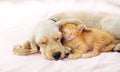 Cat and dog sleeping. Puppy and kitten sleep Royalty Free Stock Photo