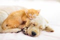 Cat and dog sleeping. Puppy and kitten sleep Royalty Free Stock Photo