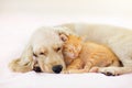 Cat and dog sleeping. Puppy and kitten sleep Royalty Free Stock Photo