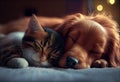 Cat and dog sleeping together. Kitten and puppy taking nap. Home pets. Animal care. Love and friendship. Domestic Royalty Free Stock Photo