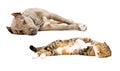 Cat and dog sleeping together Royalty Free Stock Photo