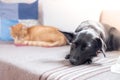 Cat and dog on the sofa: Black little dog and tabby red cat are lying on the sofa in the living room Royalty Free Stock Photo