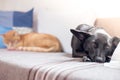 Cat and dog on the sofa: Black little dog and tabby red cat are lying on the sofa in the living room Royalty Free Stock Photo