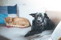 Cat and dog on the sofa: Black little dog and tabby red cat are lying on the sofa in the living room Royalty Free Stock Photo