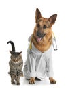 Cat and dog with stethoscope dressed as veterinarian Royalty Free Stock Photo