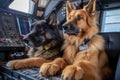 cat and dog team, working together in the cockpit, with furry paws on the controls