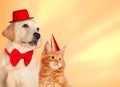 Cat and dog together with birthday party hats, maine coon kitten, golden retriever looks at right. Yellow background Royalty Free Stock Photo