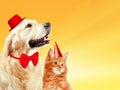 Cat and dog together with birthday party hats, maine coon kitten, golden retriever looks at right. Yellow background Royalty Free Stock Photo