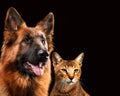 Cat and dog together, chausie kitten, abyssinian cat, german shepherd look at right, on dark brown background Royalty Free Stock Photo