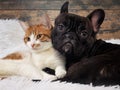 cat and dog together. Cute Pets. Portrait Royalty Free Stock Photo