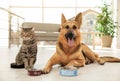 Cat and dog together with feeding bowls on floor. Funny friends
