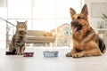 Cat and dog together with feeding bowls on floor. Funny friends Royalty Free Stock Photo