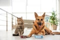 Cat and dog together with feeding bowls on floor. Funny friends Royalty Free Stock Photo