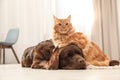 Cat and dog together on floor indoors Royalty Free Stock Photo