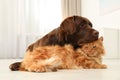 Cat and dog together on floor. Fluffy friends Royalty Free Stock Photo