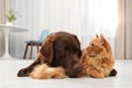 Cat and dog together on floor indoors Royalty Free Stock Photo