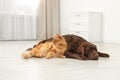 Cat and dog together on floor indoors Royalty Free Stock Photo