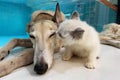 Cat and dog together on floor indoors. Fluffy friends. long hair cat kiss greyhound dog.