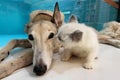 Cat and dog together on floor indoors. Fluffy friends. long hair cat kiss greyhound dog