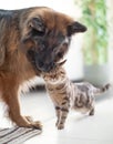 Cat and dog together indoors. Friendship between animals. Royalty Free Stock Photo