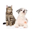 Cat and dog together. isolated on white background Royalty Free Stock Photo