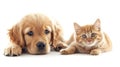 Cat and dog together isolated on white background. Pet care concept. Generative AI. Royalty Free Stock Photo