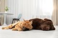 Cat and dog together looking at camera on floor. Fluffy friends Royalty Free Stock Photo