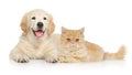 Cat and dog together on a white background Royalty Free Stock Photo