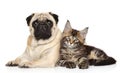 Cat and dog together lying on white Royalty Free Stock Photo