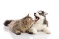 Cat and dog together lying on a white background Royalty Free Stock Photo